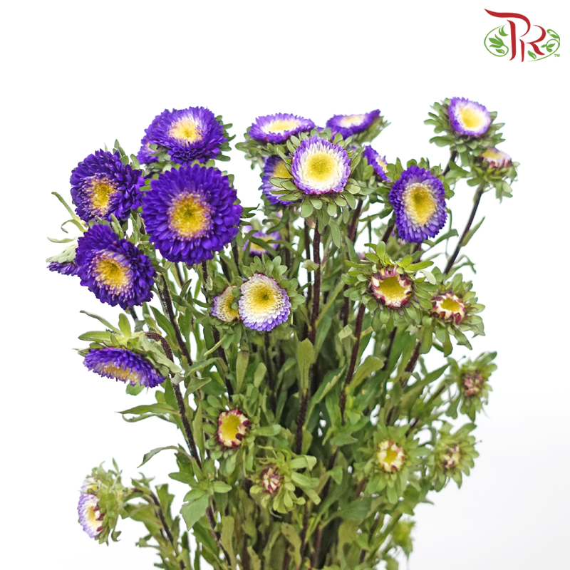 Aster - Purple (Per Bunch)