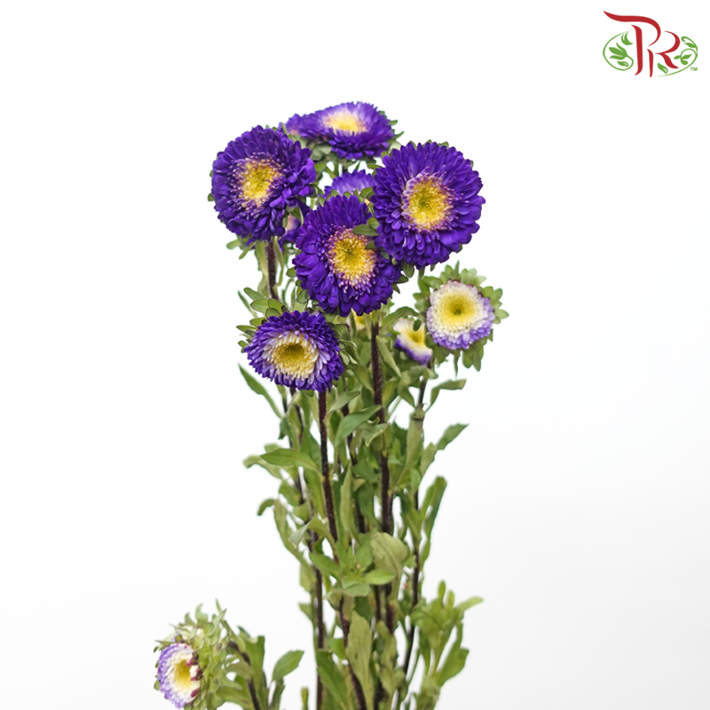 Aster - Purple (Per Bunch)