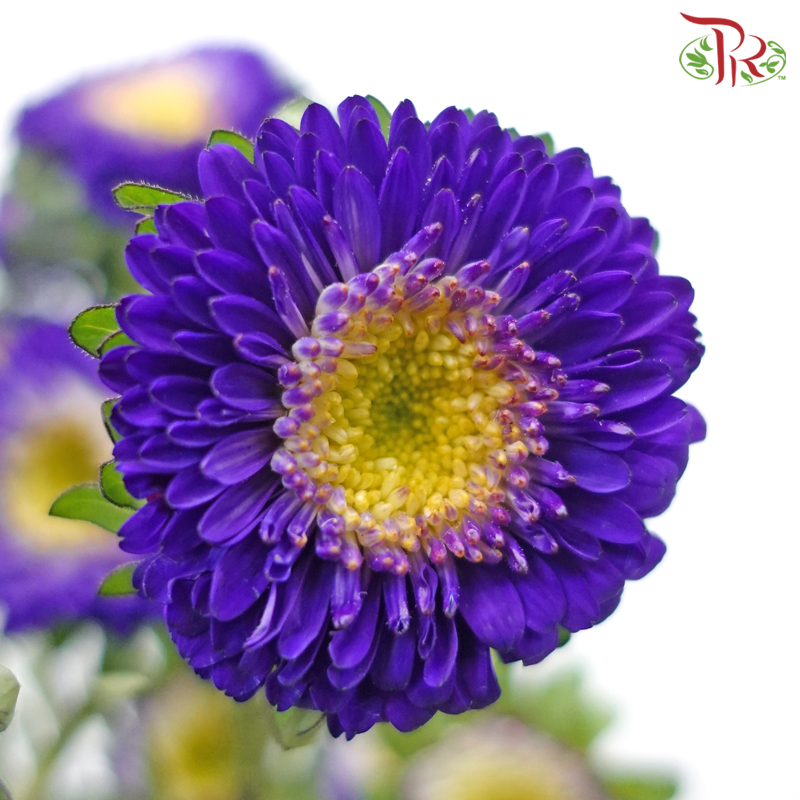 Aster - Purple (Per Bunch)