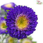 Aster - Purple (Per Bunch)