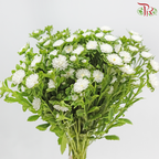 Aster - White (Per Bunch)