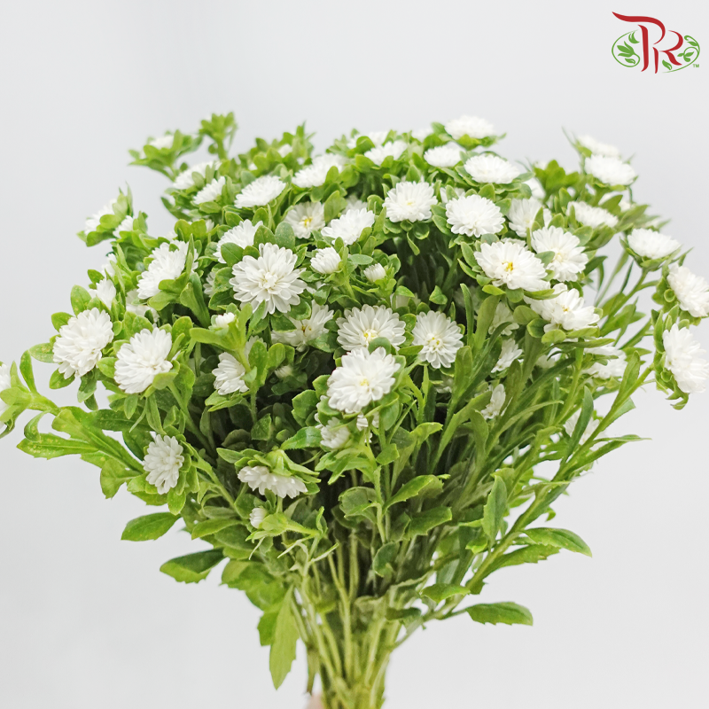 Mini Aster - White (Per Bunch)