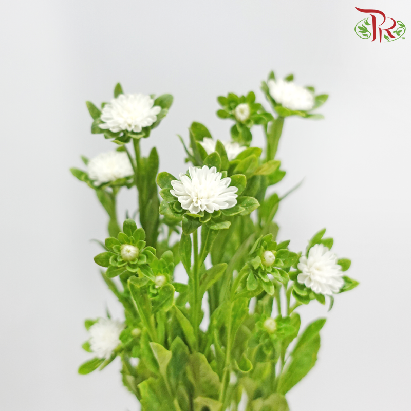 Mini Aster - White (Per Bunch)