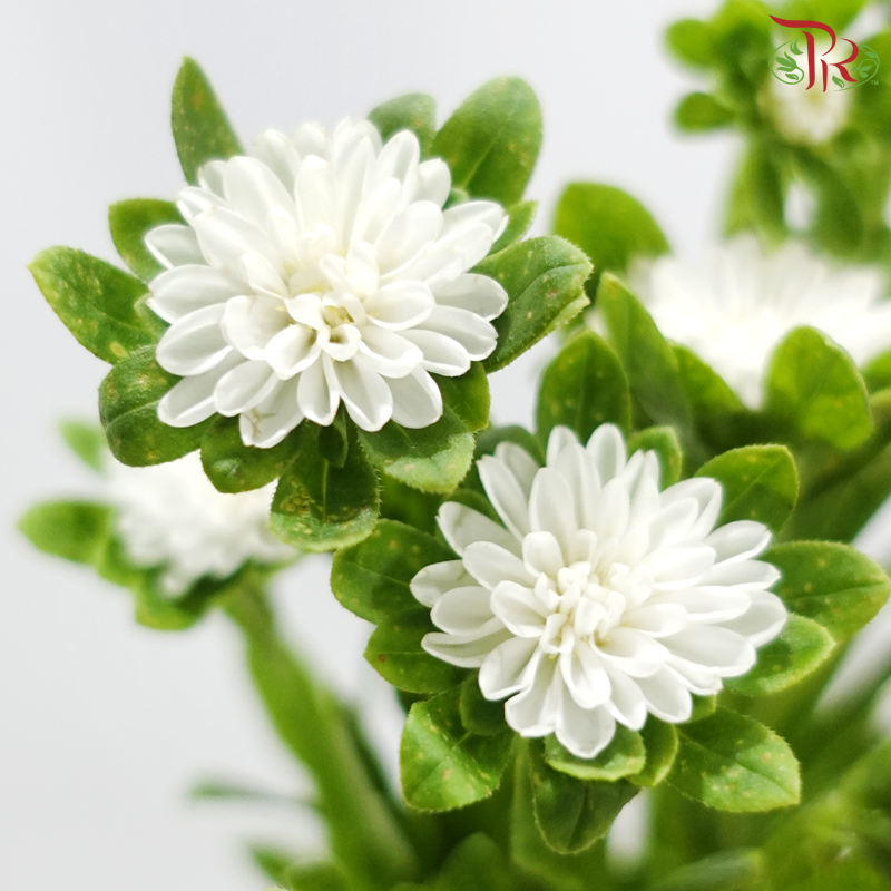 Aster - White (Per Bunch)