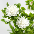 Aster - White (Per Bunch)