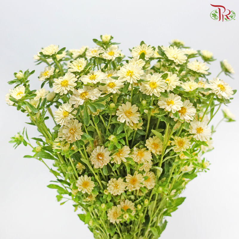 Mini Aster - Light Yellow (Per Bunch)