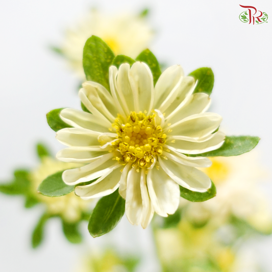 Mini Aster - Light Yellow (Per Bunch)