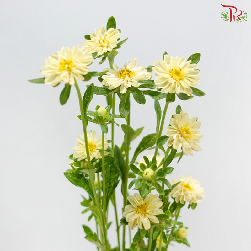 Mini Aster - Light Yellow (Per Bunch)