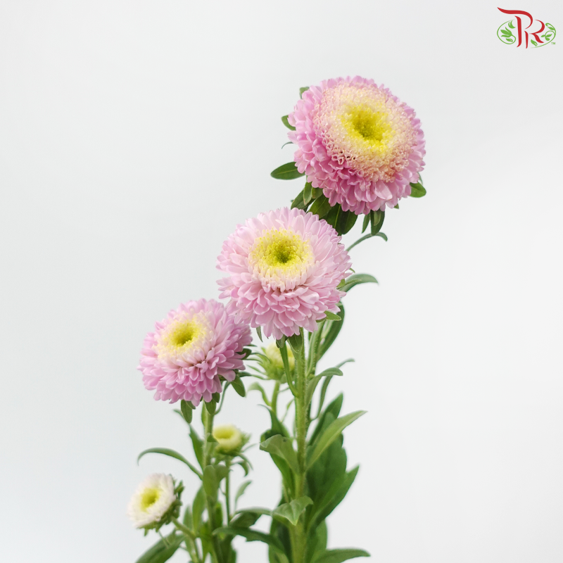 Aster - Blush Pink (Per Bunch)