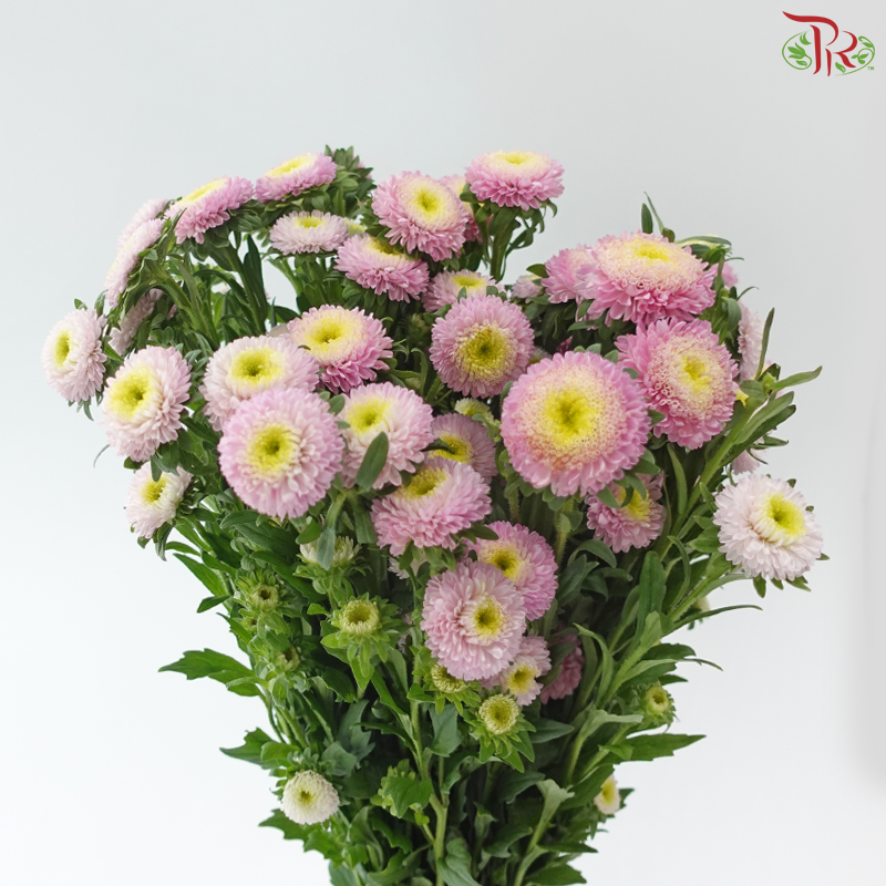 Aster - Blush Pink (Per Bunch)