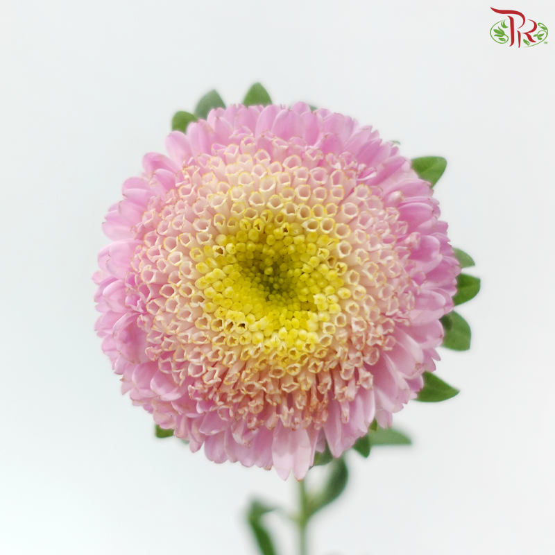Aster - Blush Pink (Per Bunch)