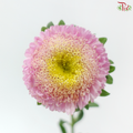 Aster - Blush Pink (Per Bunch)