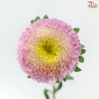 Aster - Blush Pink (Per Bunch)