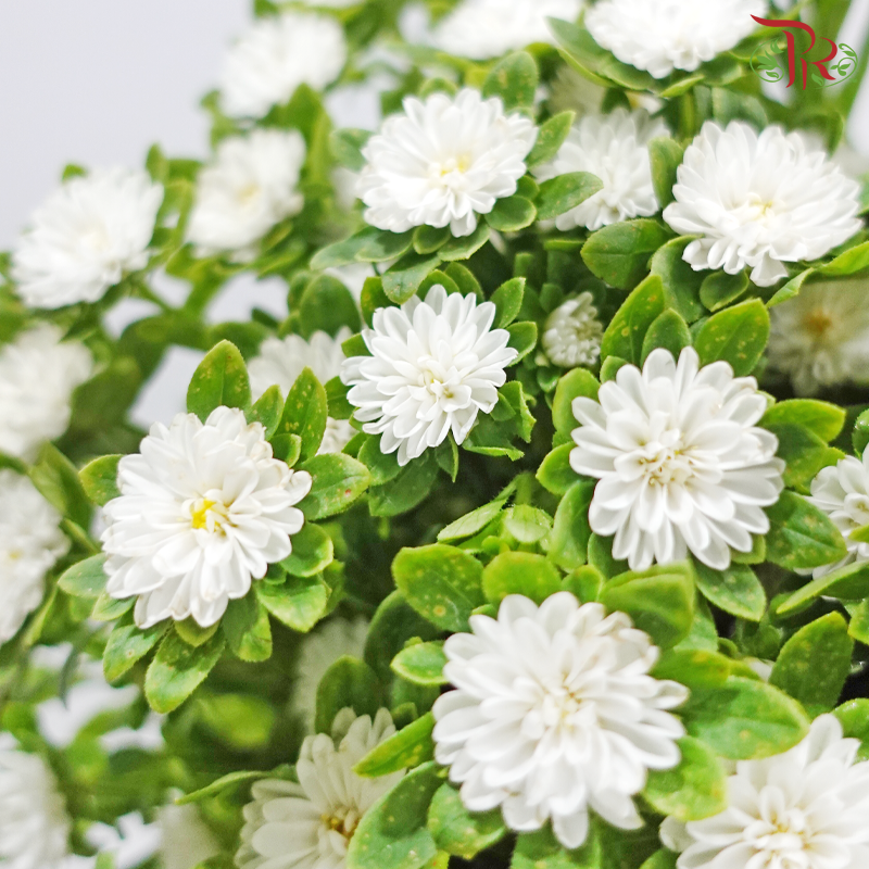 Aster - White (Per Bunch)