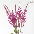 Astilbe - Pink Purple (5 Stems)