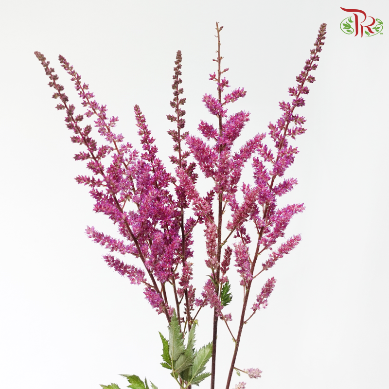 Astilbe - Pink Purple (5 Stems)