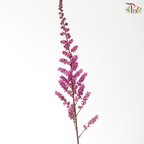 Astilbe - Pink Purple (5 Stems)