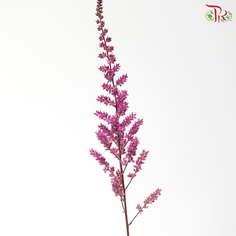 Astilbe - Pink Purple (5 Stems)
