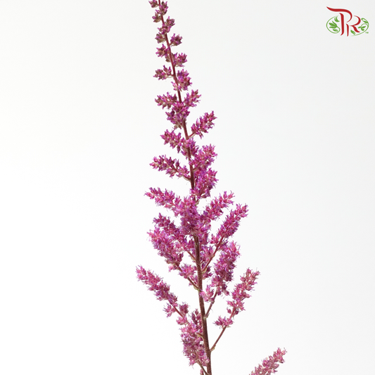 Astilbe - Pink Purple (5 Stems)