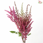 Astilbe - Pink Purple (5 Stems)