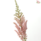 Astilbe - Pink Purple (5 Stems)