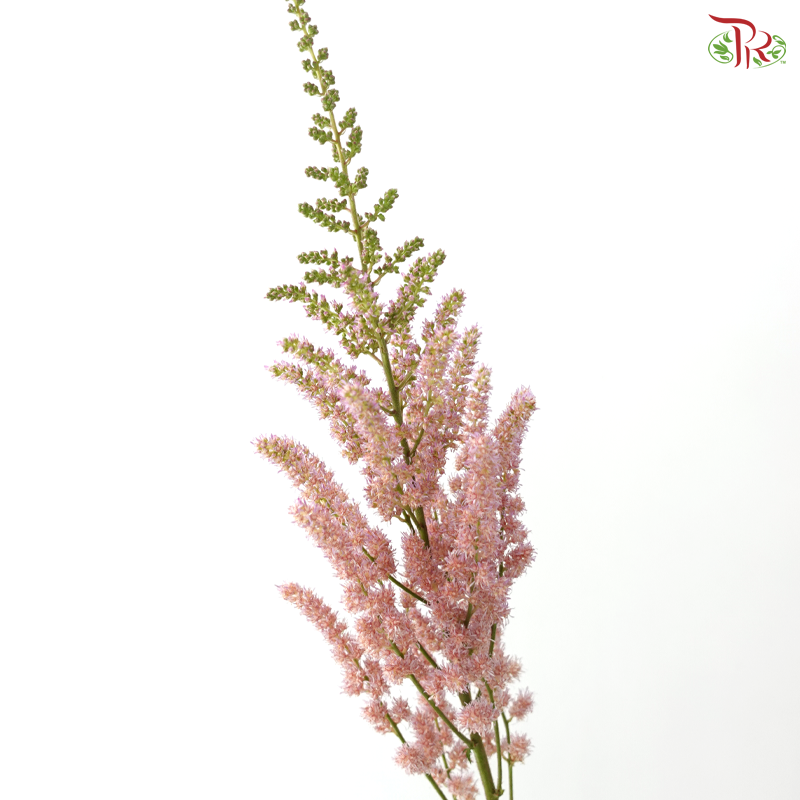 Astilbe - Pink Purple (5 Stems)