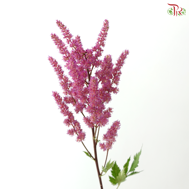 Astilbe - Pink Purple (5 Stems)