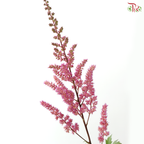 Astilbe - Pink Purple (5 Stems)