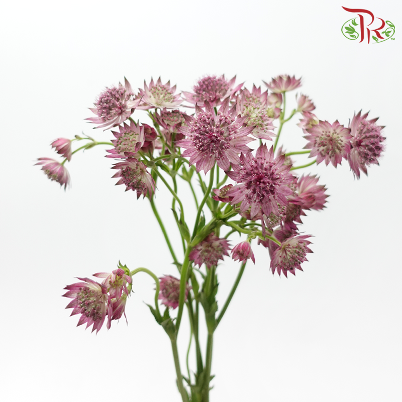 Astrantia - Light Purple (5 Stems)