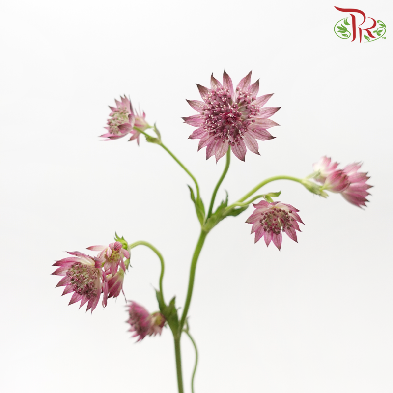 Astrantia - Light Purple (5 Stems)