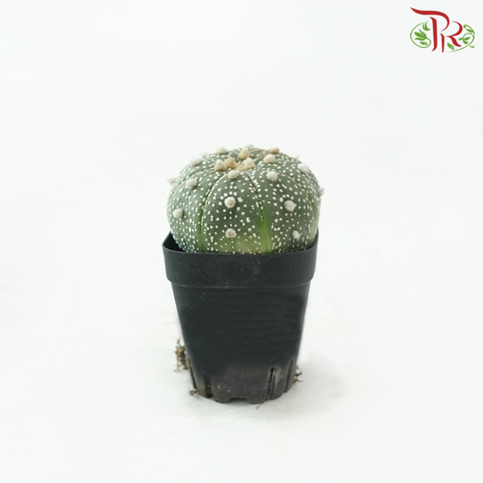 Astrophytum Asterias P80《星球兜》