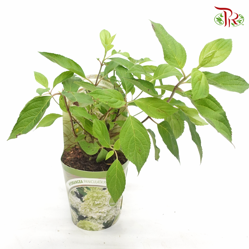 Hydrangea Paniculata - Phantom/Light Green《圓錐绣球花》 - Pudu Ria Florist