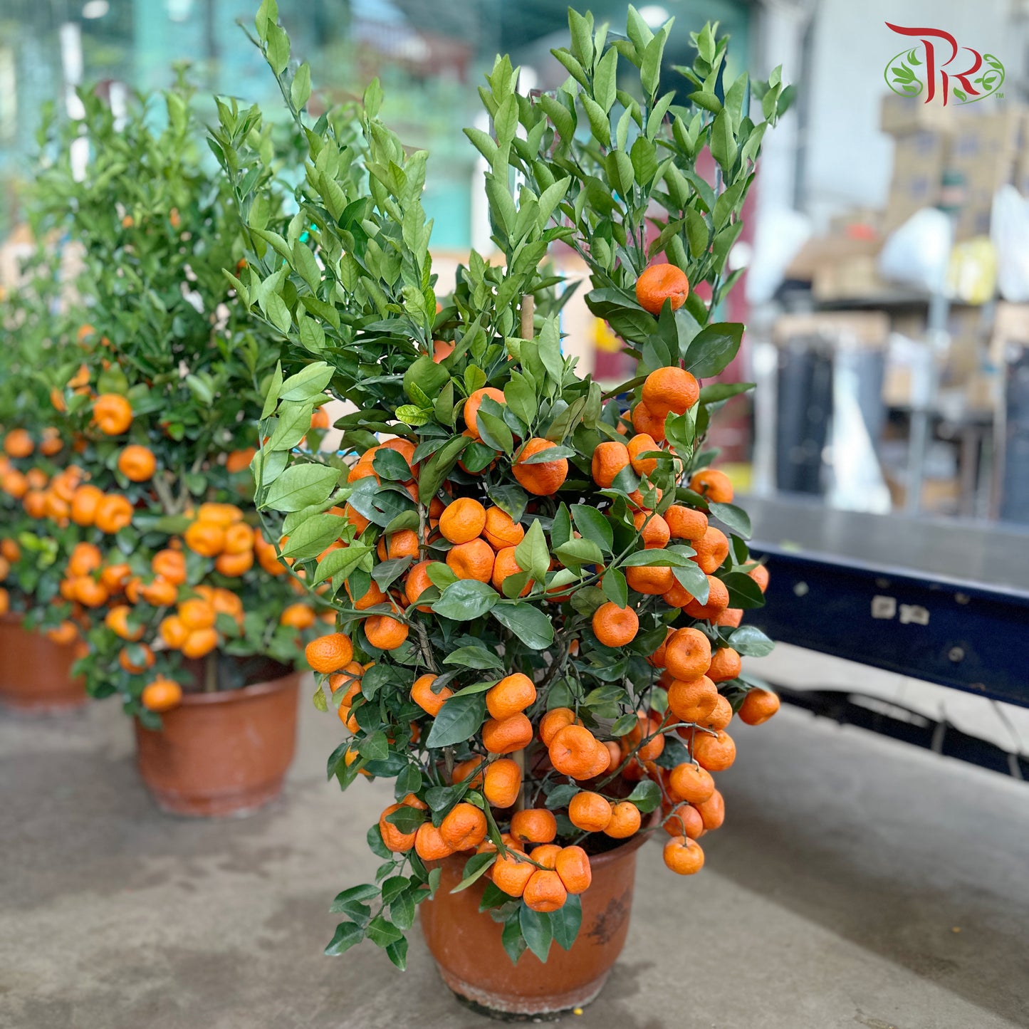 Orange Tree (Zhu Sha) 朱砂桔子树