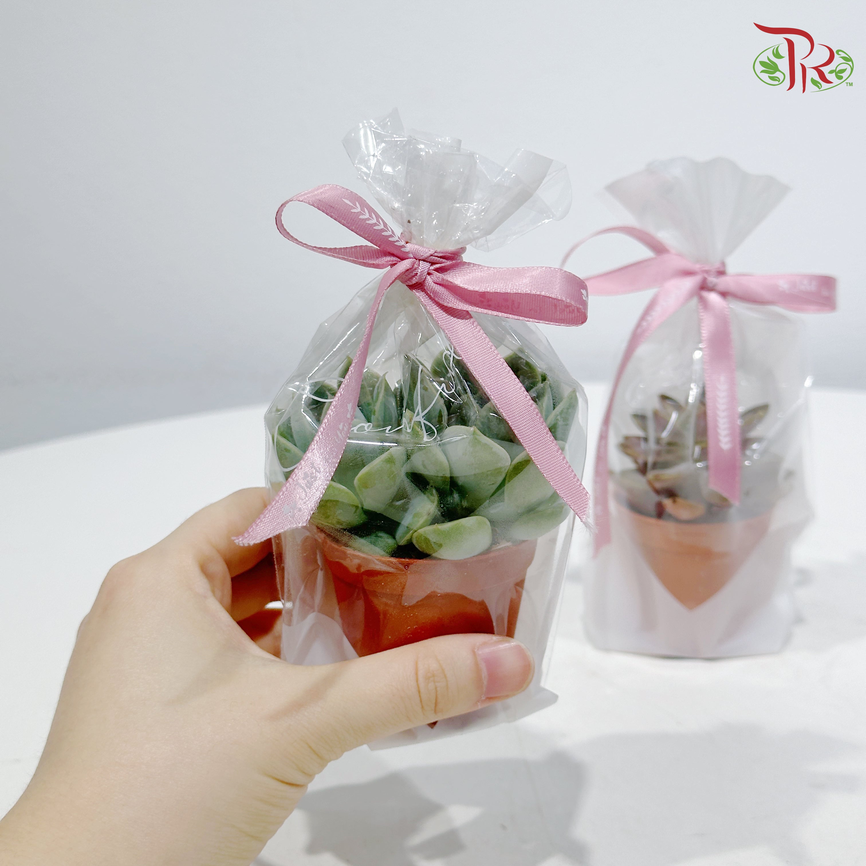 【Gift Series】Mini Pocket Succulent (Per Pot) (Random Choose Succulent)