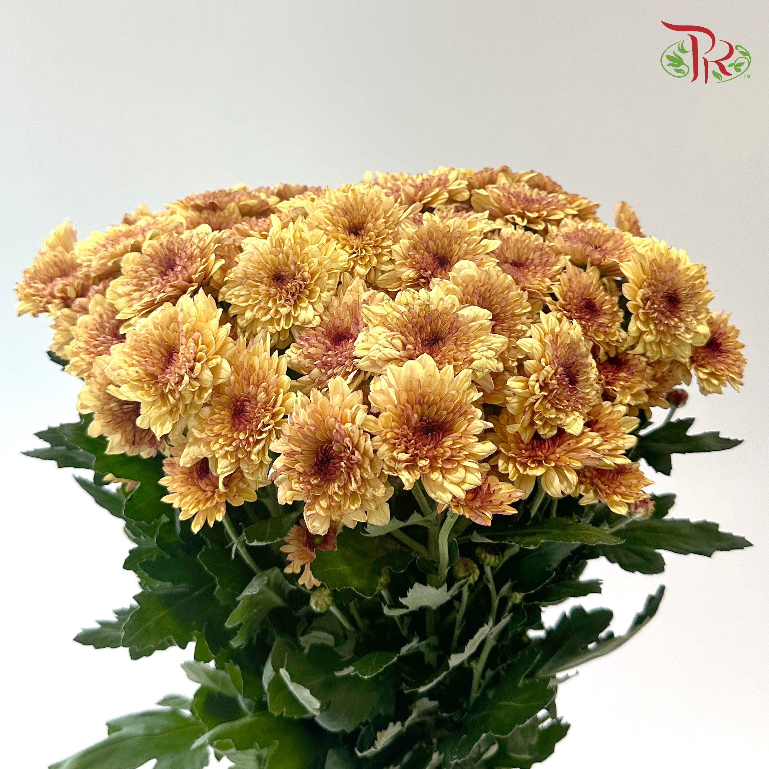 Chrysanthemum Pompom - Baltica Brown (12 Stems)