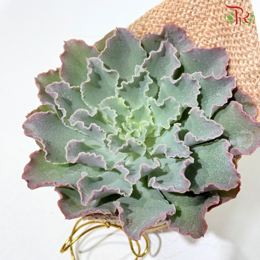 Succulent Plant Arrangement (Random Choose Succulent)