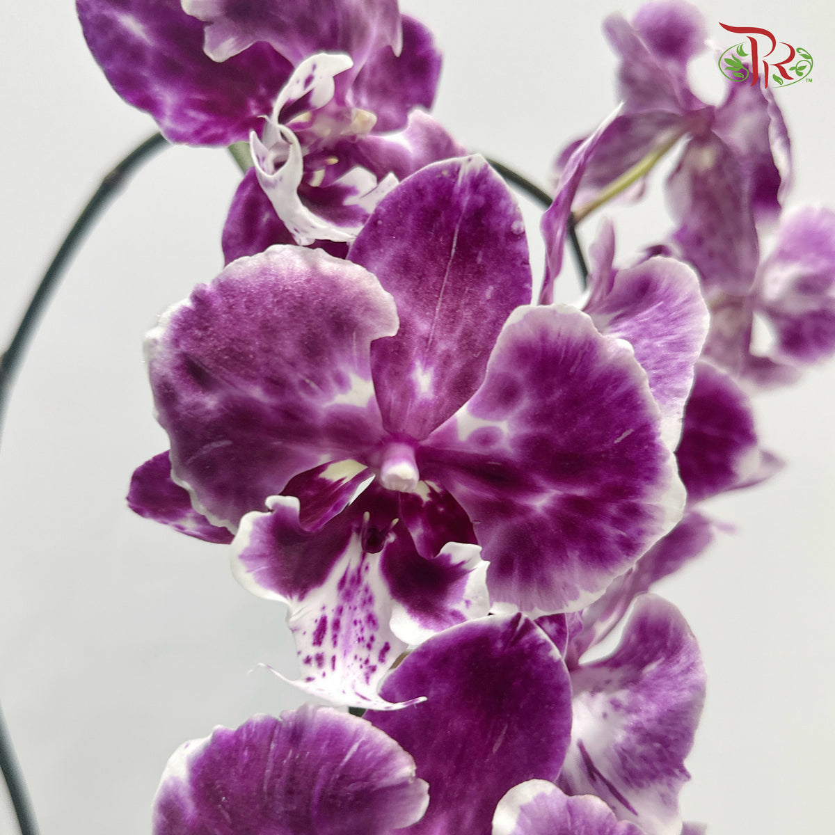 Orchid Phalaenopsis Fresh Cut - Midi Purple Tone (Per Stem)