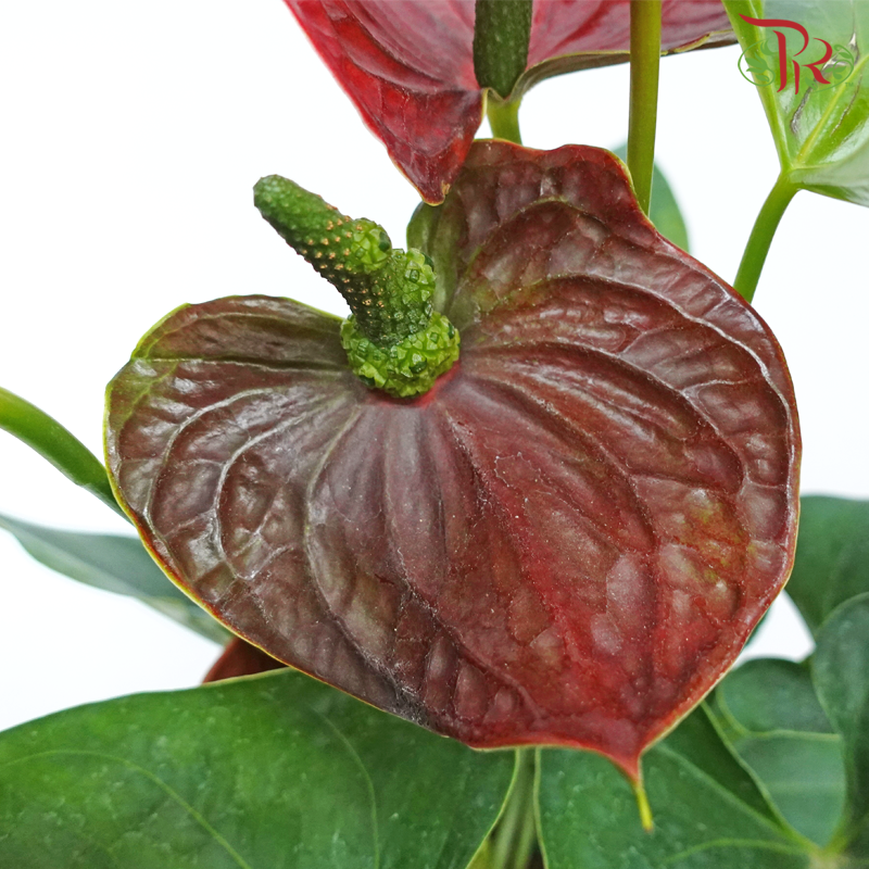 Anthurium Mix P150 (With Color Options)《红掌》