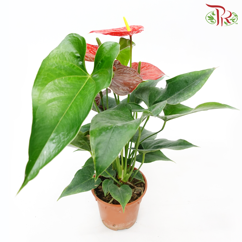 Anthurium Mix P150 (With Color Options)《红掌》