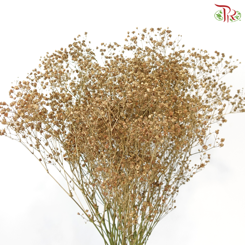 F'Sani Baby's Breath Dyed - Gold (10 Stems)