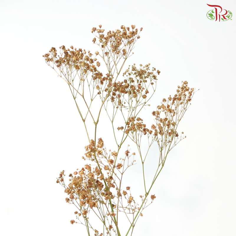 F'Sani Baby's Breath Dyed - Gold (10 Stems)
