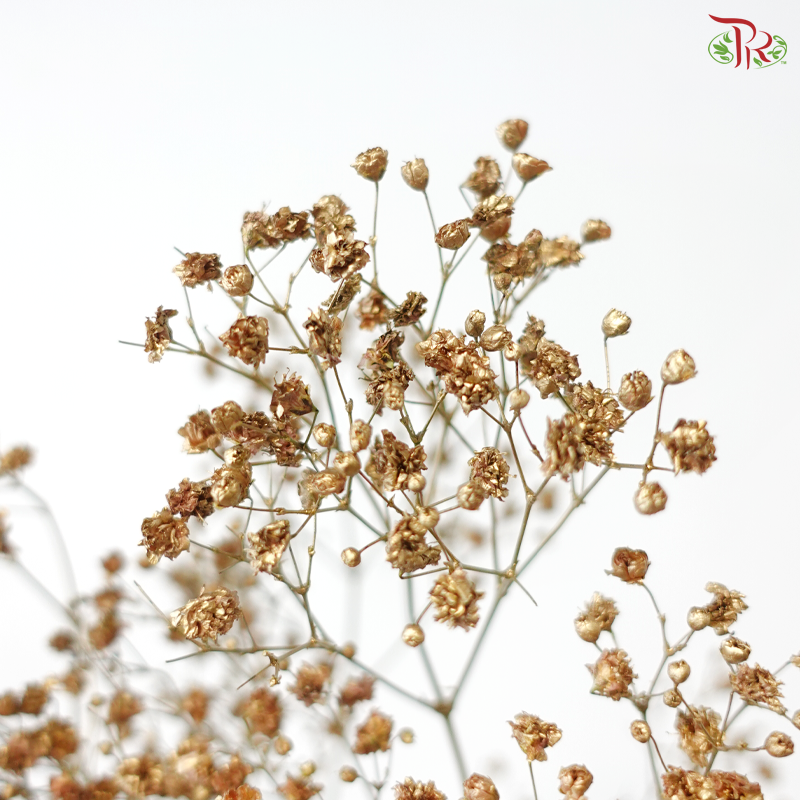 Baby's Breath Dyed - Gold (10 Stems) | Same day delivery by Pudu Ria ...