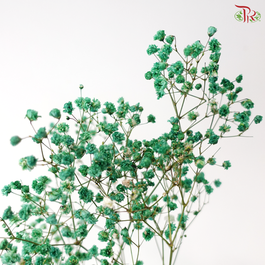 F'Sani Baby's Breath Dyed - Green (10 Stems)