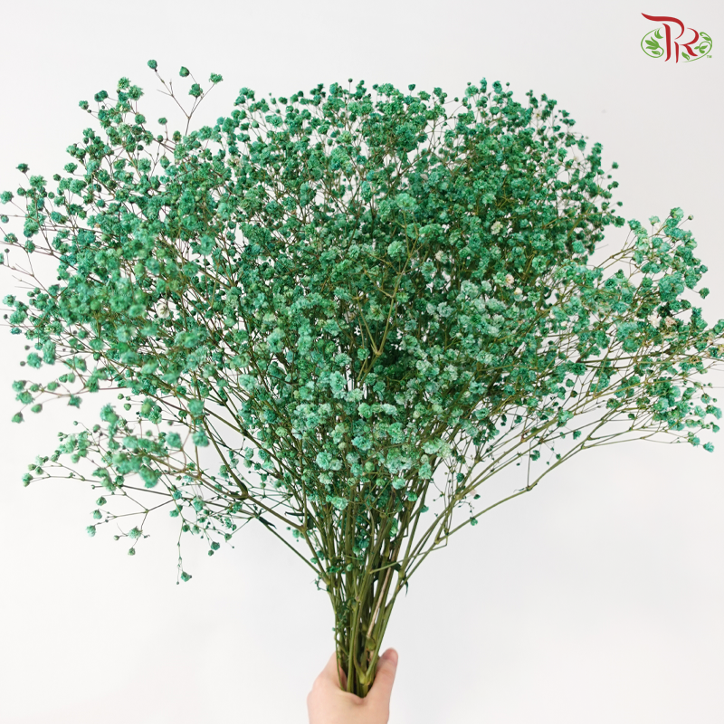 F'Sani Baby's Breath Dyed - Green (10 Stems)