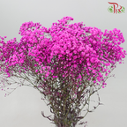 Baby's Breath Dyed - Hot Cherry Pink (0.4 -0.5kg) - Pudu Ria Florist