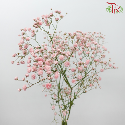 Baby's Breath Dyed - Light Pink (0.4 -0.5kg) - Pudu Ria Florist