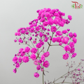Baby's Breath Dyed - Hot Cherry Pink (0.4 -0.5kg) - Pudu Ria Florist