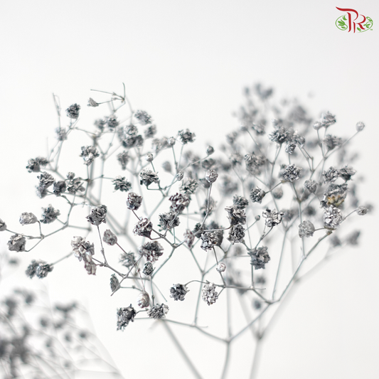 F'Sani Baby's Breath Dyed - Silver (10 Stems)
