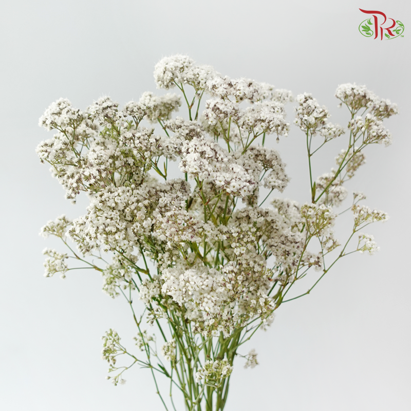 Baby Breath Million Daisy (10 Stems)