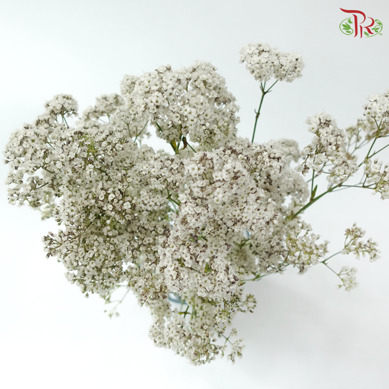 Baby Breath Million Daisy (10 Stems)